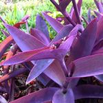 Purple Heart 1 Gallon (CSBC)