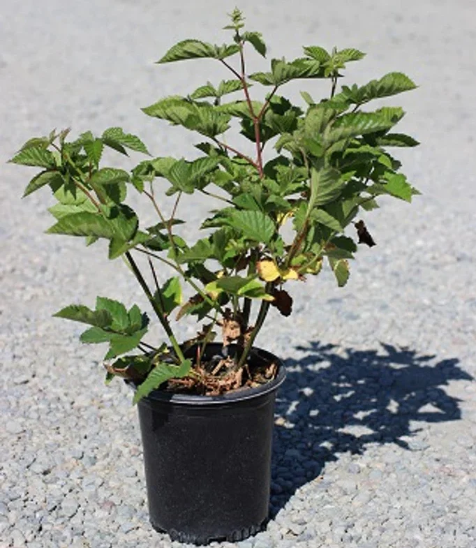 Black Satin Blackberry - 3 Gallon (BZ) - Community Gardens Plant