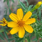 2 Gallon - Copper Canyon Daisy (TN)