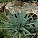 Yucca Soft Leaf 5 gallon (CS)