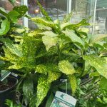 Gold Dust Aucuba 3 gallon (GL)