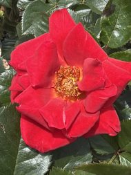 Rose Ruby Red 3 Gallon (CSBC)