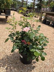 Bright & Shiny™ Floribunda Rose 3 Gallon (GL) - Image 2