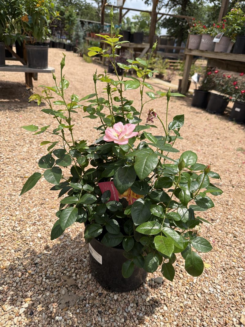 Bright & Shiny™ Floribunda Rose 3 Gallon (GL) - Image 2
