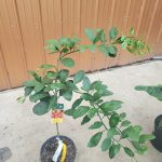 Dwarf Miho Satsuma - 3 Gallon (BZ)