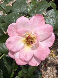 Bright & Shiny™ Floribunda Rose 3 Gallon (GL)
